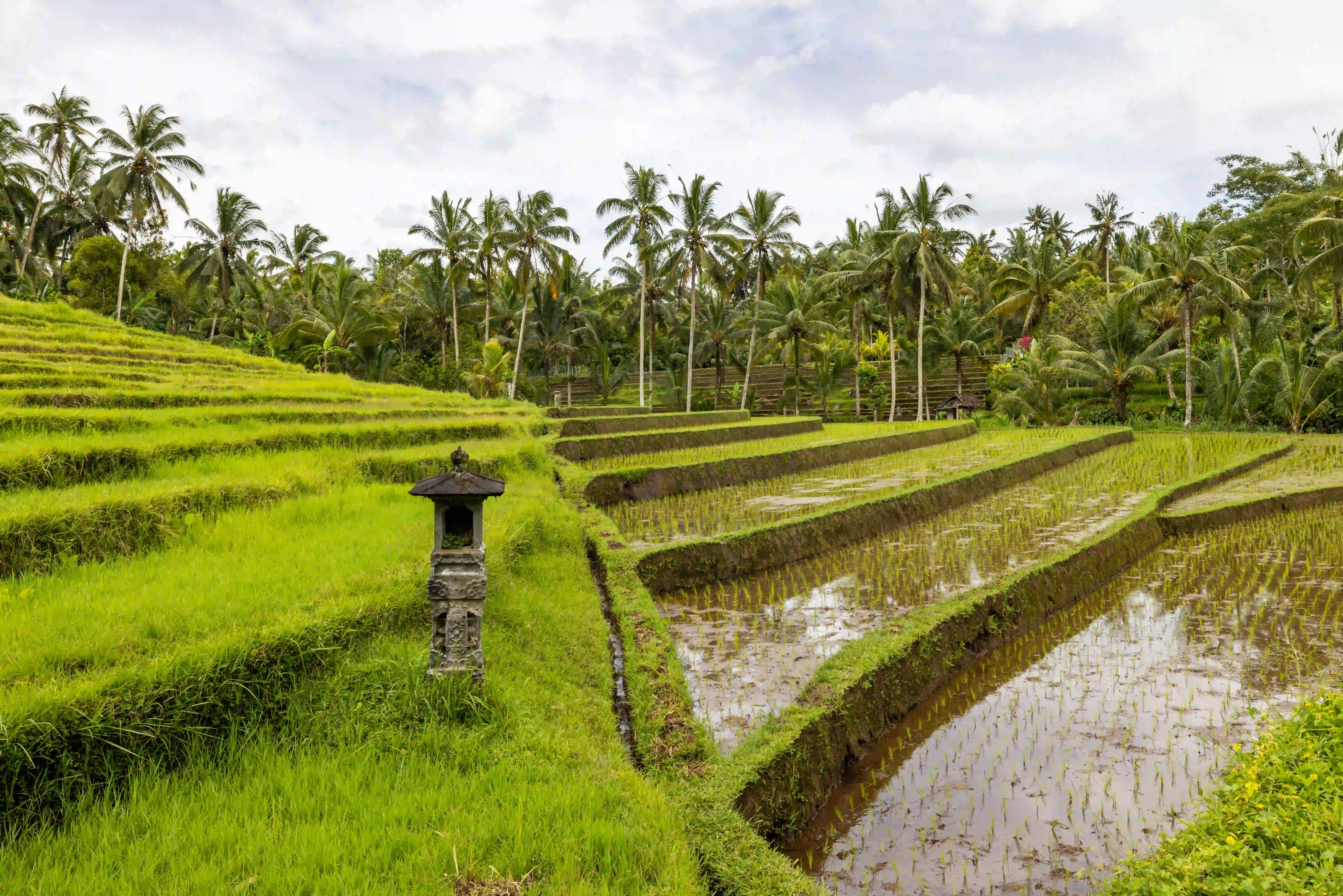 Ubud Culture & Rice Terraces — Photo 4