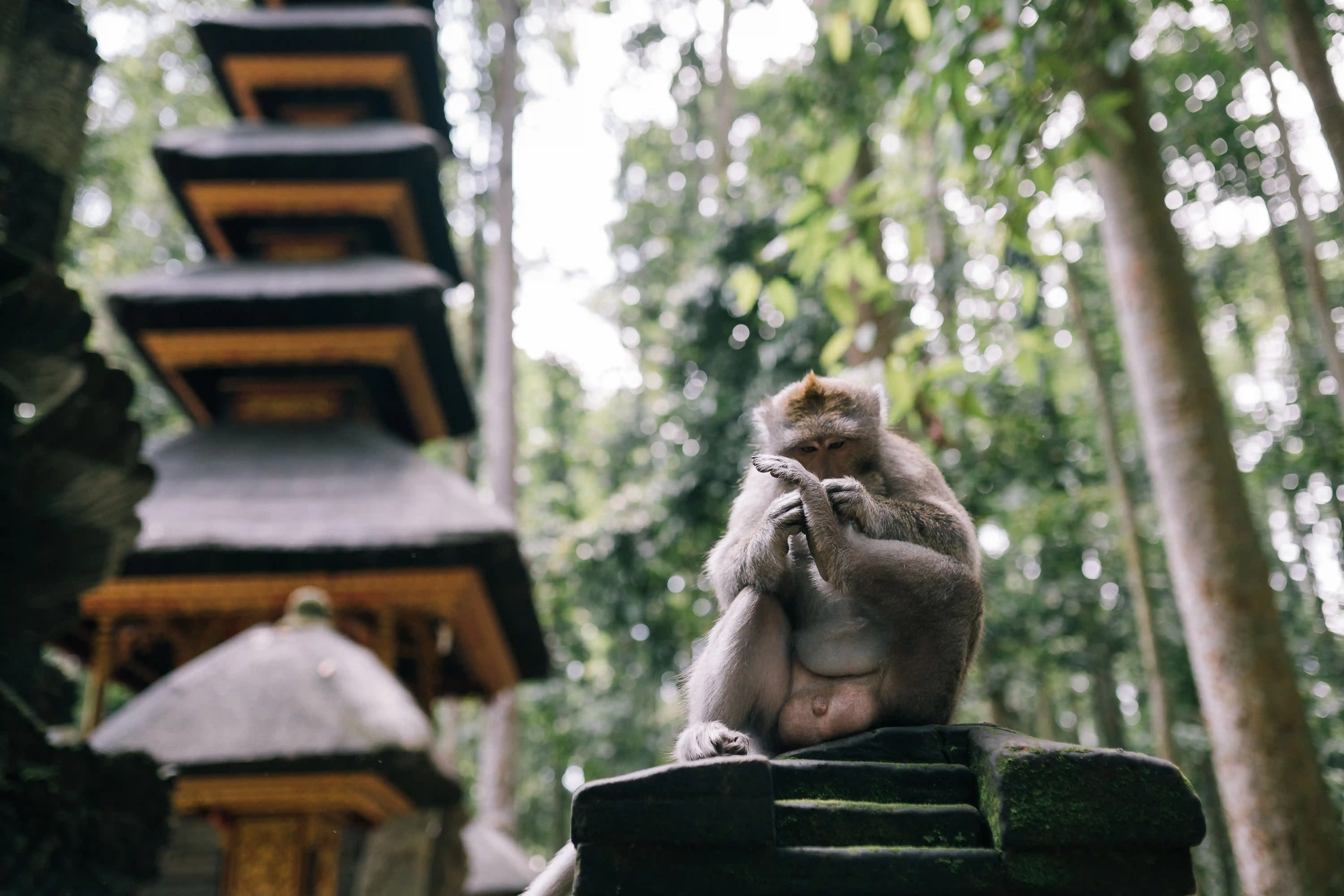 Ubud Culture & Rice Terraces